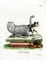 Tamkatt (färgad gravyr)