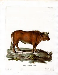 Tamboskap (färgad gravyr)
