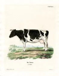 Tamboskap (färgad gravyr)