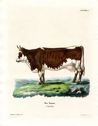 Tamboskap (färgad gravyr)