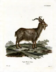 Tamget (färgad gravyr)