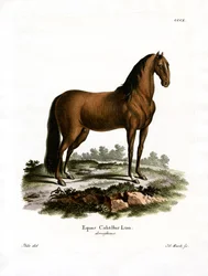 Tamhäst (färgad gravyr)