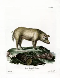 Tamgris (färgad gravyr)