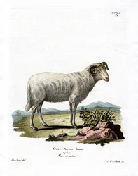 Tamfår (färgad gravyr)