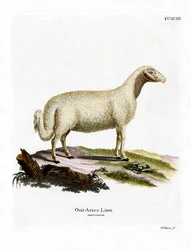 Tamfår (färgad gravyr)