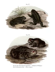 Dorbignys padda (färg litho)