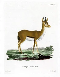 Dorcas Gazelle (färgad gravyr)