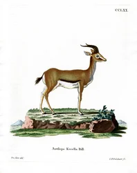 Dorcas Gazelle (färgad gravyr)