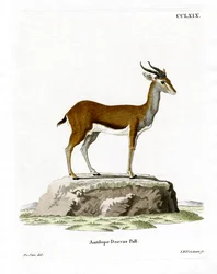 Dorcas Gazelle (färgad gravyr)