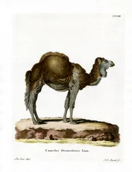 Dromedary (färgad gravyr)