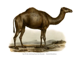 Dromedar, 1860