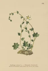 Hängande saxifrage (Saxifraga cernua) (färg litho)