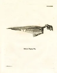 Dugong Skeleton (färgad gravyr)