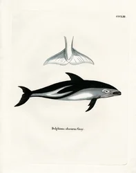 Dusky Dolphin (färgad gravyr)