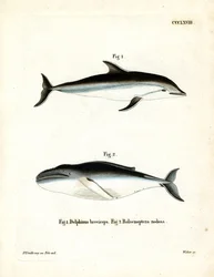 Dusky Dolphin (färgad gravyr)
