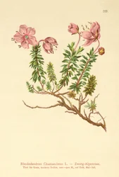Dvärg alpenros (Rhododendron Chamaecistus)