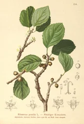 Dvärgtorn (Rhamnus pumila)