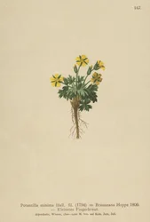 Dvärgpork (Potentilla minima, Potentilla Brauneana, Potentilla dubia)