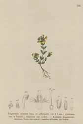 Dvärgögontröst (Euphrasia minima, Euphrasia officinalis, Euphrasia pratensis var. nemorosa)