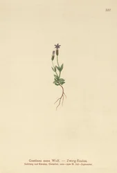 Dvärggentiana (Gentiana nana, Gentianella nana)