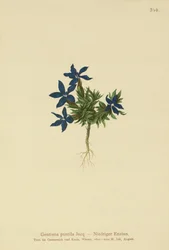 Dvärggentiana (Gentiana pumila)