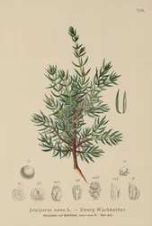 Dvärgenbär (Juniperus nana, Juniperus communis subsp. nana, Juniperus communis var. saxatilis)