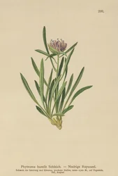 Dwarf Rampion (Phyteuma humile)