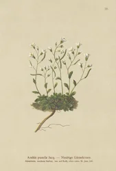 Dvärgklippkrasse (Arabis pumila)