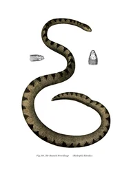 Dwarf Seasnake (färg litho)