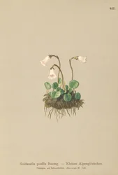 Dvärgsnöklocka (Soldanella pusilla, Soldanella alpicola)