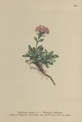 Dvärgvaleriana (Valeriana supina)
