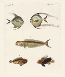 Ostindisk fisk