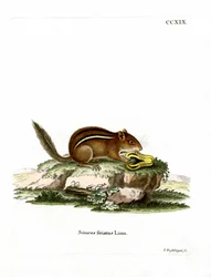 Eastern American Chipmunk (färgad gravyr)