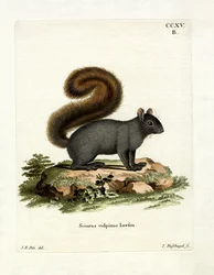 Eastern Fox Squirrel (färgad gravyr)