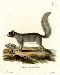 Eastern Grey Squirrel (färgad gravyr)