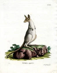 Eastern Grey Kangaroo (färgad gravyr)