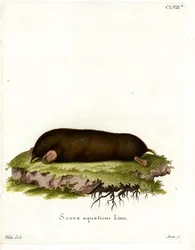 Eastern Mole (färgad gravyr)