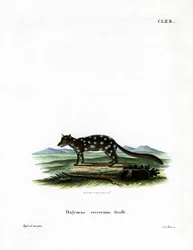 Eastern Quoll (färgad gravyr)
