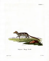 Eastern Quoll (färgad gravyr)