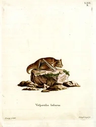 Eastern Red Bat (färgad gravyr)