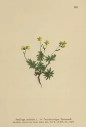 Östra saxifrage (Saxifraga sedoides)