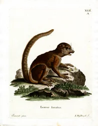 Eastern Woolly Lemur (färgad gravyr)