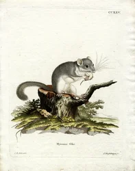 Ätlig Dormus (färgad gravyr)