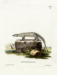 Egyptisk mungo (färgad gravyr)