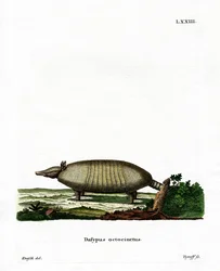 Åttabandig bältdjur (färgad gravyr)