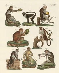 Åtta sorters guenon