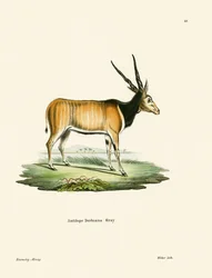 Eland Antilope