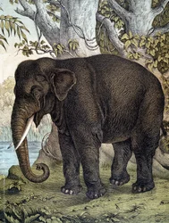 Elephant - i "Natural History of Mammals", red. Schreiber, München