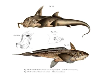 Elefantfisk (färg litho)