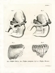 Elefantskallar (färgad gravyr)